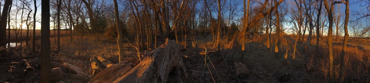 Panoramic shot of trees in forest