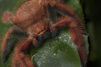Megaloremmius leo: red giant spider from ecuador