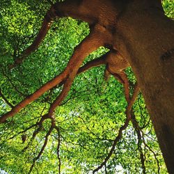 Low angle view of tree trunk in forest