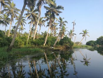 Palm trees by lake against sky