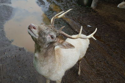 High angle view of deer on land