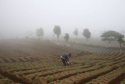 agriculture