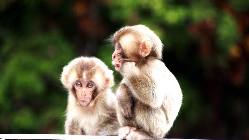 Monkey infants sitting in forest