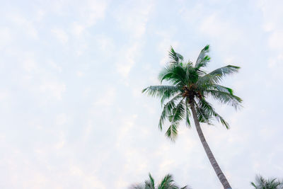 Low angle view of coconut palm tree against sky