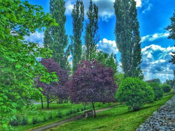 Low angle view of plants against sky