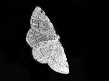 Close-up of butterfly on black background