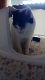 Portrait of cat sitting on bed