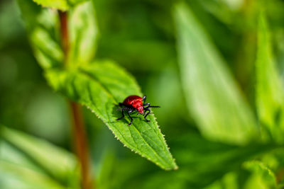 Close-up of ladybug on leaf