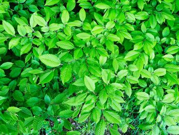 Full frame shot of green leaves