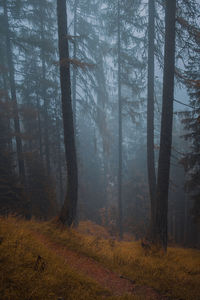 Trees in forest