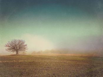 Bare trees on grassy field