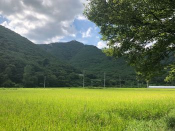 Scenic view of field against sky