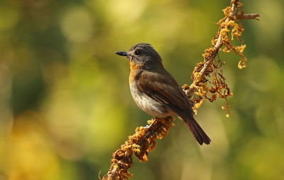 Close-up of bird perching on branch