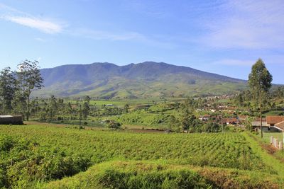 Scenic view of agricultural field against sky