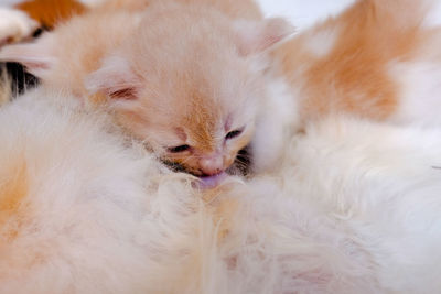 Close-up of a cat sleeping