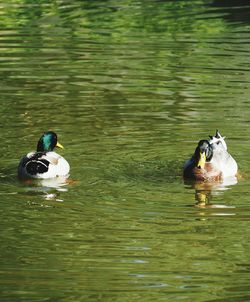 Ducks swimming in lake
