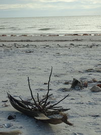 Driftwood on beach