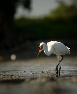 Close-up of white bird