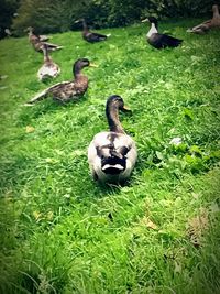 High angle view of ducks in lake