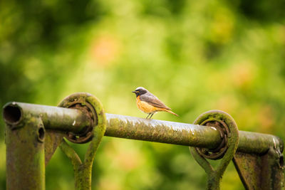 A beautiful redstart male sitting on an artificial structure in a backyard in spring. 