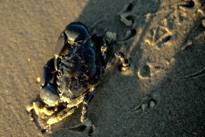 High angle view of insect on beach