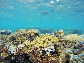 View of coral in sea