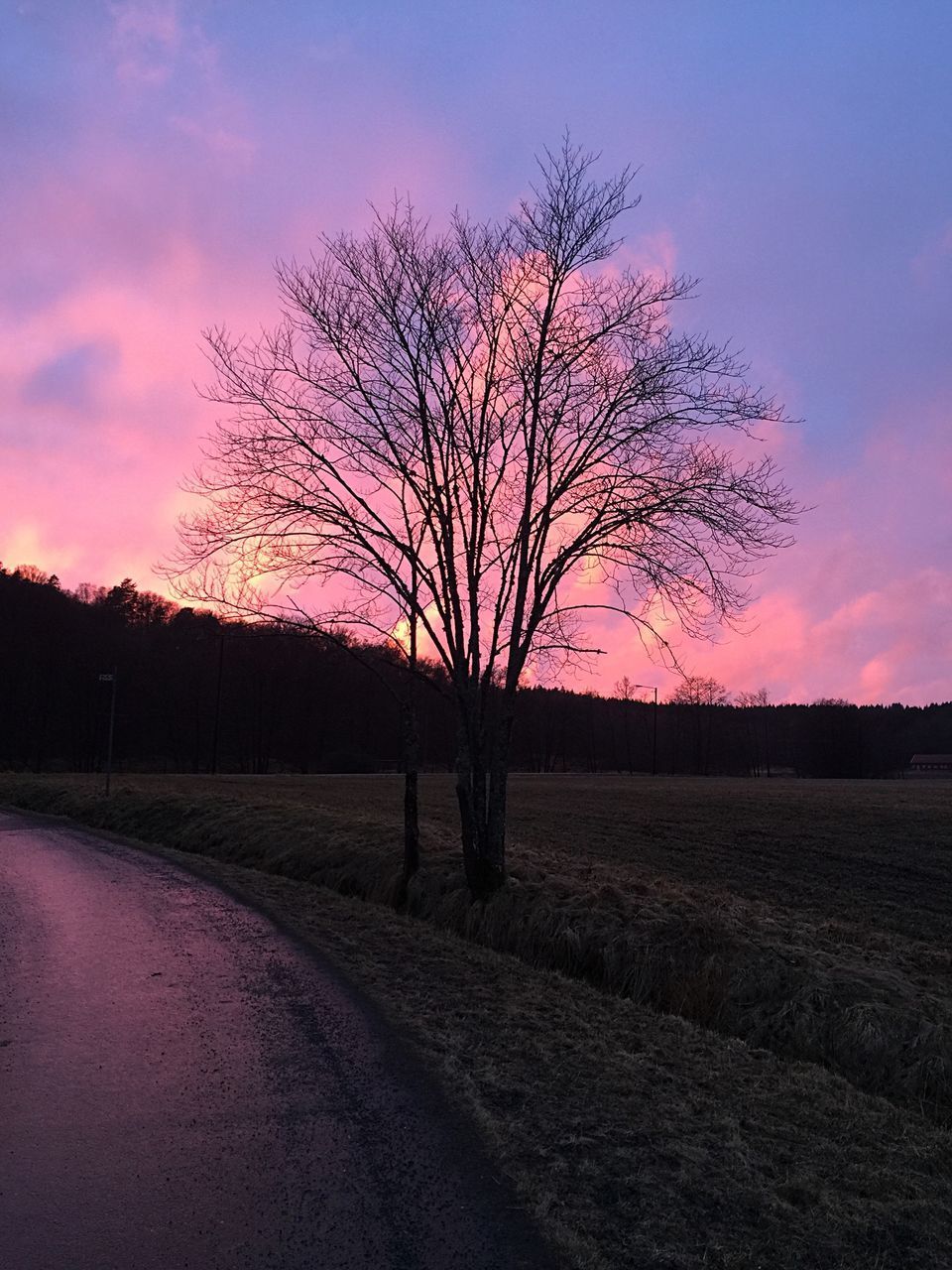 BARE TREE ON FIELD AGAINST SKY AT SUNSET