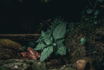 High angle view of plant growing on field