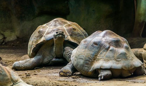 Close-up of turtle in zoo