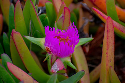 Close-up of pink flowering plant