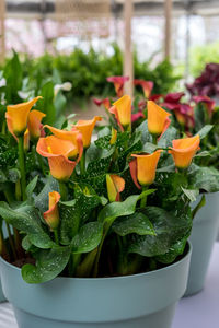 Close-up of red roses in pot