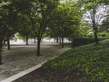 Trees in park