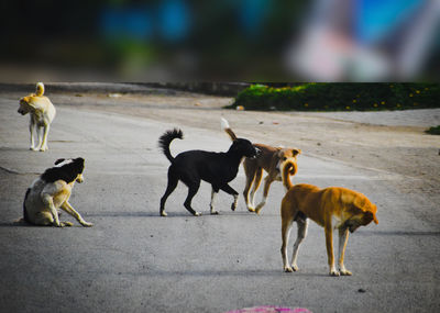 Dogs walking on road