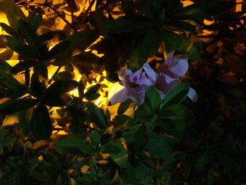 Close-up of flowers blooming outdoors