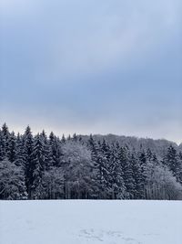 Pine trees on snowcapped mountains against sky