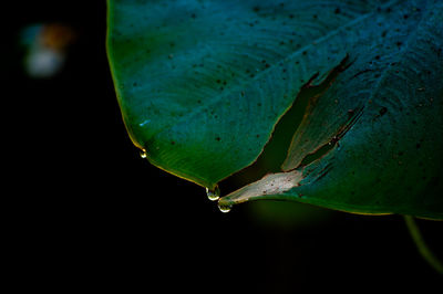 Close-up of raindrops on leaves