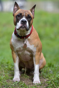 Portrait of dog sticking out tongue on field