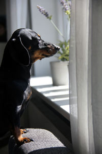 A dachshund looking out of the window.