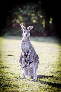 Close-up of kangaroo carrying joey in pouch on grassy field