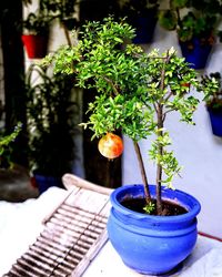 Close-up of potted plant on table