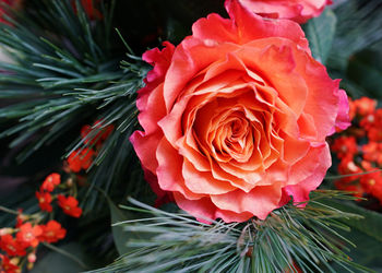 Close-up of rose bouquet