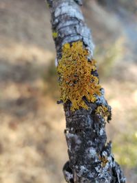 Close-up of lichen growing on tree trunk
