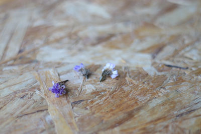 Close-up of purple flower on wooden surface