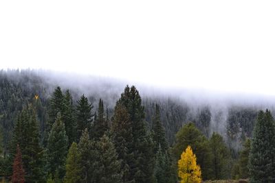 Scenic view of forest against sky