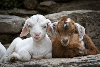 Portrait of kid goats sitting on rock