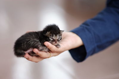 Close-up of hand holding cat