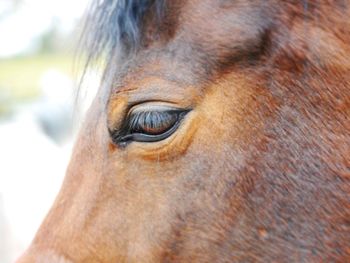 Close-up of horse eye