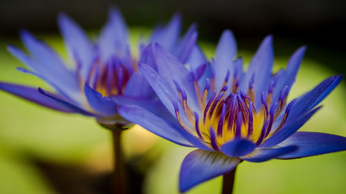 Close-up of passion flower
