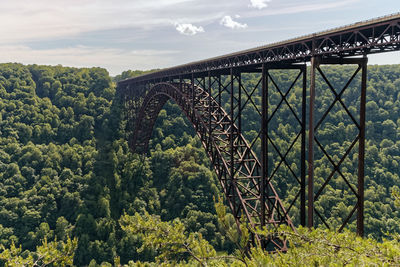 Arch bridge over forest