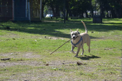 Dog standing on field